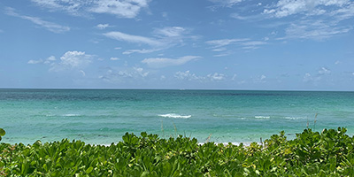 Seagrapes and Ocean